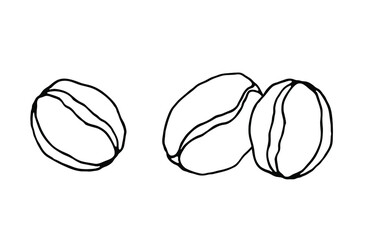 Coffee beans. Hand drawn vector illustration on a white background.