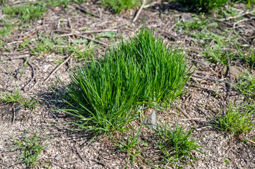 Fresh green leaves at spring. Selective focus with shallow depth of field.