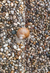Schnecke, Weinbergschnecke auf Kies. Grape snail on gravel.
