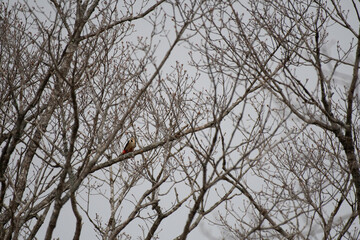 Great spotted woodpecker looking upwards