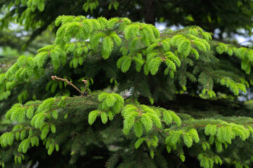 Pine branches at spring. Selective focus. Shallow depth of field.