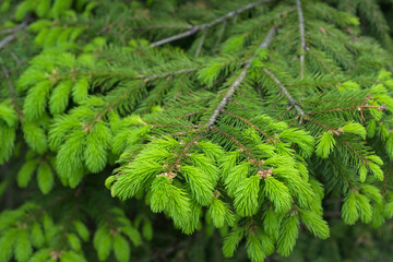Pine branches at spring. Selective focus. Shallow depth of field.