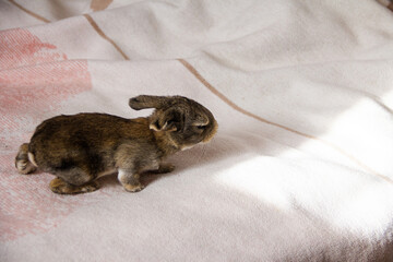 Little newborn bunny