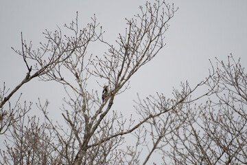 Great spotted woodpecker on a branch