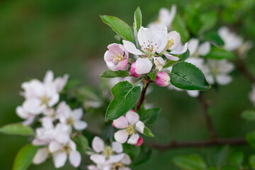 Blossoming branch of apple tree, blurry background.