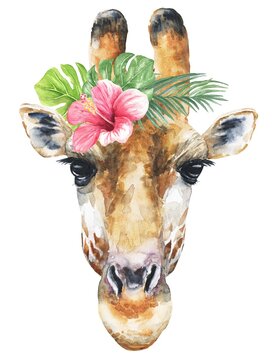 Watercolour giraffe head isolated on white with green tropical leaves with hibiscus flower. Watercolor animal illustration.