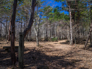 Square at middle of a bald forest in early spring (Inawashiro, Fukushima, Japan)