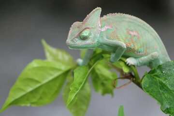 Veiled Chameleon on plant against green background, Veiled chameleon (Chamaeleo calyptratus) resting on a branch in its habitat
