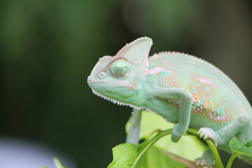 Fototapeta premium Veiled Chameleon on plant against green background, Veiled chameleon (Chamaeleo calyptratus) resting on a branch in its habitat 