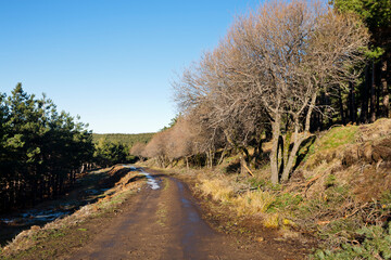 Camino en Sierra Cebollera. La Rioja.  España. Europa.
