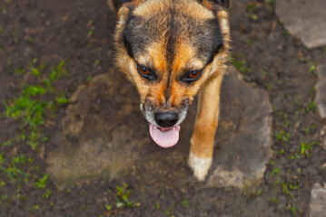 Angry yard dog close up. The dog growls and shows fangs on a background of green grass.