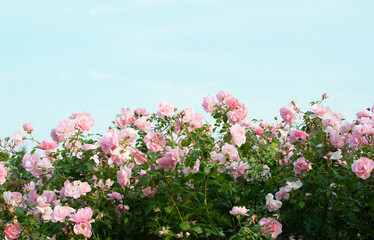pink rose bushes on a blue sky background