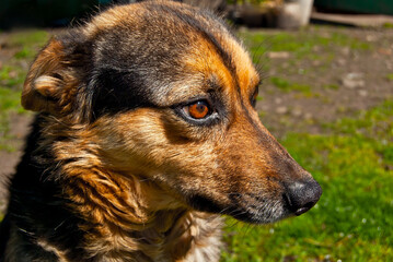 Homeless dog on a background of green grass. Black abandoned dog close up.