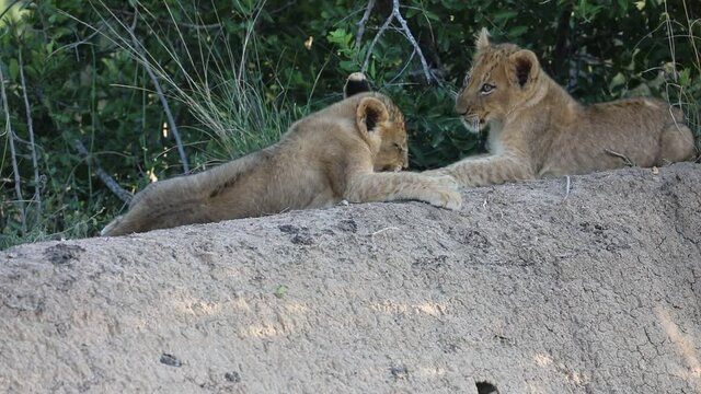Cute Lion Cubs