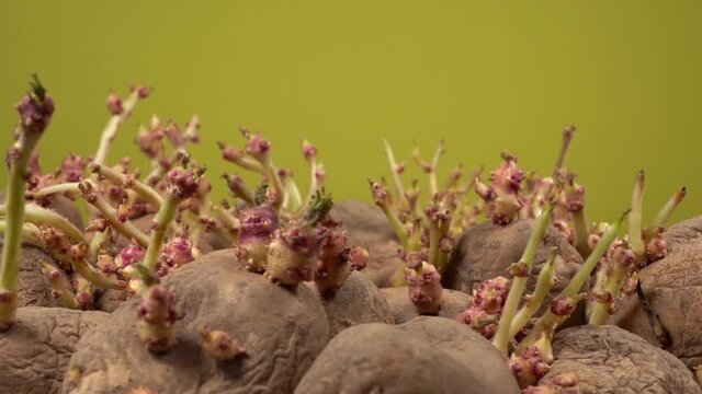 Closeup view stock video footage of sprouting organic potatoes