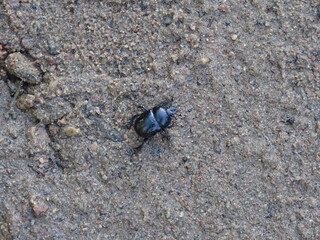 Black beetle crawling on the sand 