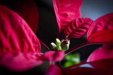 Poinsettia in red