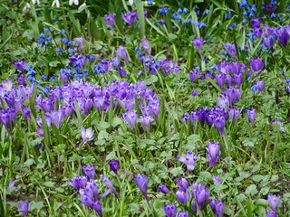 Fototapeta premium The first spring purple crocuses bloom on the lawn or meadow 