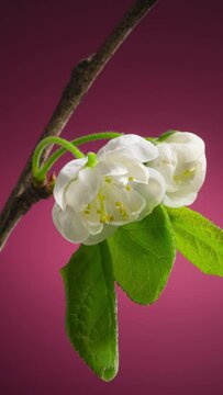 Plum Tree Branch with Blooming Flowers Buds on a Purple Background Time Lapse. Plum Blossom in Spring Background. Vertical Video Cropping 9:16 4K UHD for Smartphone Splash Screen