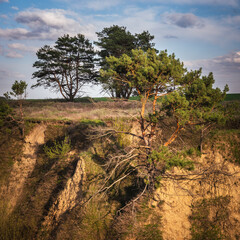 Pine trees on the hillside