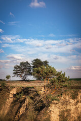 Pine trees on the hillside