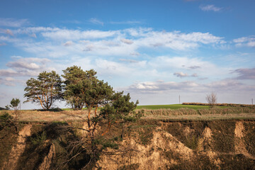 Pine trees on the hillside
