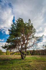 Lone pine tree in the steppe 