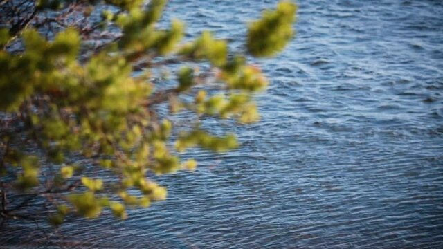 Closeup view a branch of pine needles on the background of a water