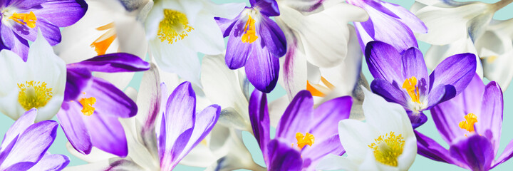 Purple and white crocus flowers on a blue background. Spring banner with flowers.