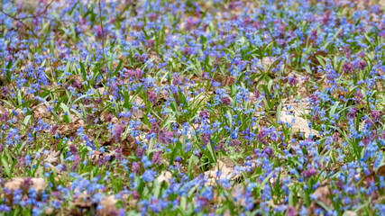 Blooming lawn with many pretty Scilla bifolia or two-leaf squill and Corydalis cava in wild sunny...