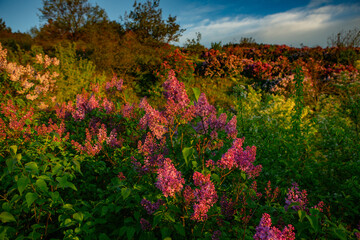 Beautiful Landscape with lake and trees. Amazing Nature in Europe. Lovely place to visit this summer.