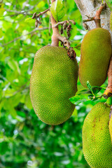 Delicious jackfruit fruit grows on the tree.