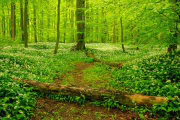 Bärlauch (Allium ursinum) in der Nähe von Laer