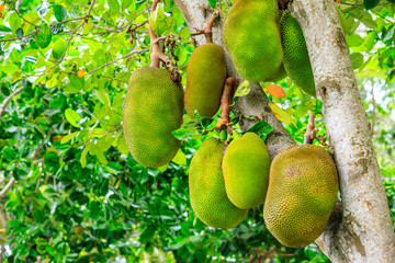 Delicious jackfruit fruit grows on the tree.
