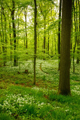 Bärlauch (Allium ursinum) in der Nähe von Laer