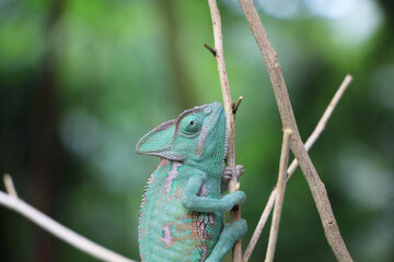 Veiled Chameleon on plant against green background, Veiled chameleon (Chamaeleo calyptratus) resting on a branch in its habitat
