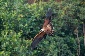 Black-collared Hawk (Busarellus nigricollis)