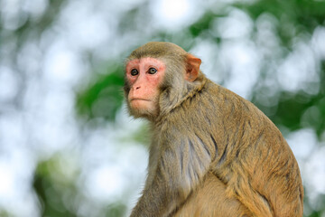 Close up portrait of a cute monkey.