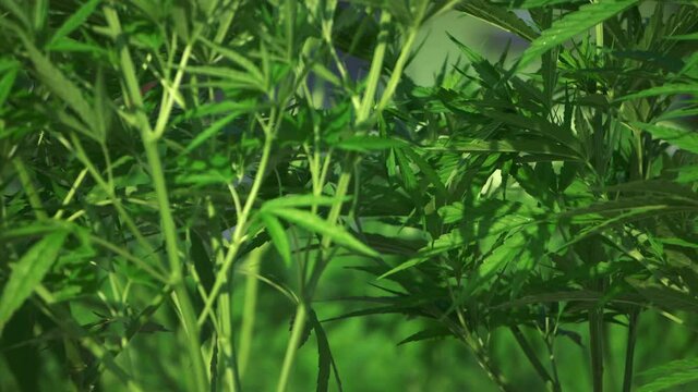 Gunja tropical addictive herbal legalized farm in Asia