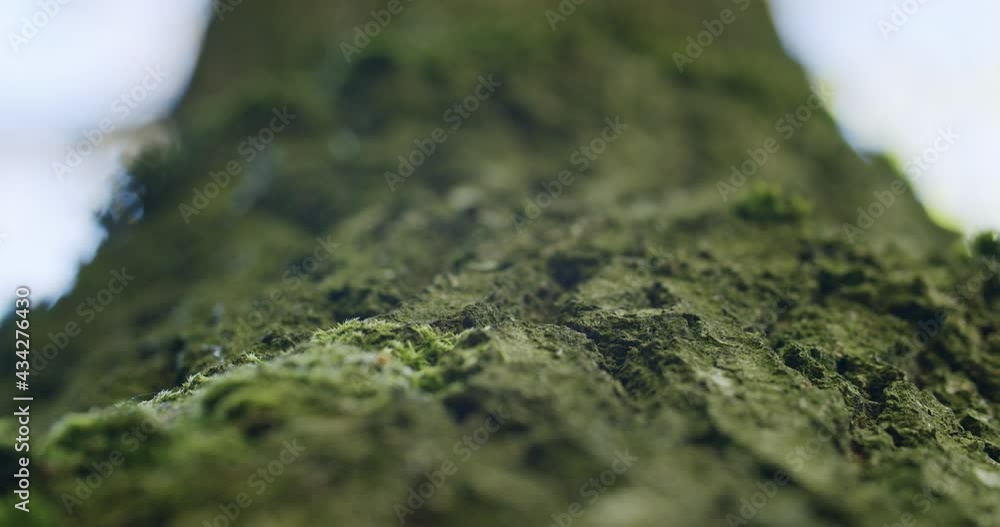 Poster low angle macro shot of tree with a very rough bark. green dosh growing on the tree. handheld close 