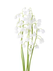 Poster  Five flowers of  Lily of the Valley isolated on white background. © Antonel