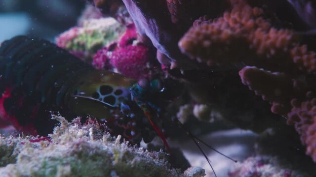 A beautiful close up tight tripod shot of a peacock mantis shrimp defending its territory. Plenty of vibrant colours hiding in its den , cave or lair in tropical waters with natural lighting.