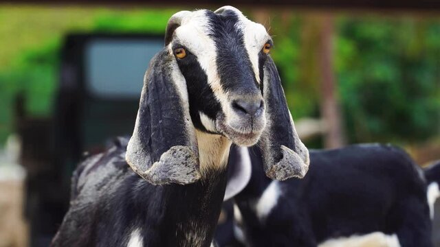 Vulnerable domesticated goat wandering at Vinh hy Vietnam