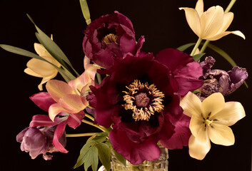 peonies and tulips on a black background, black and yellow buds, a bouquet.