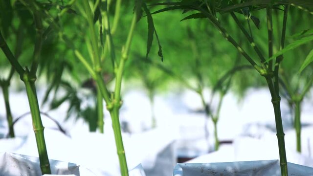 Gunja tropical addictive herbal legalized farm in Asia bird eating
