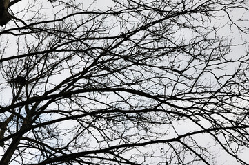 tree's branches