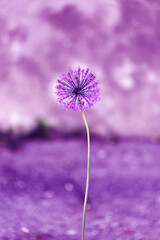 Decorative onion allium of the MERCURIUS variety stands in the open air on the city flower bed. One purple flower grows in a field. Urban landscape.