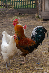 White chickens and a beautiful multi-colored rooster with colorful plumage on the farm Village life rural lifestyle