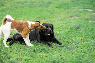 Black Labrador dog playing with the fox terrier  on the backyard
