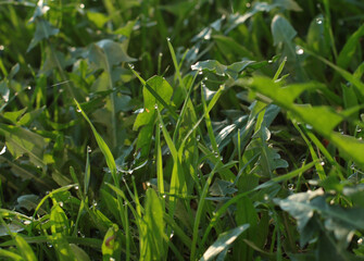 grass with dew drops